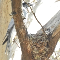 Coracina novaehollandiae (Black-faced Cuckooshrike) at Kambah, ACT - 21 Nov 2016 by JohnBundock