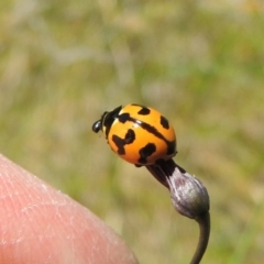 Coccinella transversalis (Transverse Ladybird) at Greenway, ACT - 17 Nov 2016 by MichaelBedingfield