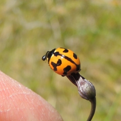 Coccinella transversalis (Transverse Ladybird) at Greenway, ACT - 17 Nov 2016 by michaelb