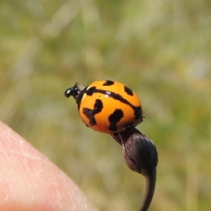 Coccinella transversalis at Greenway, ACT - 17 Nov 2016 12:12 PM