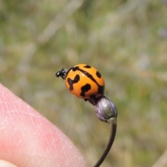 Coccinella transversalis at Greenway, ACT - 17 Nov 2016