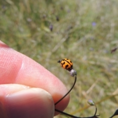 Coccinella transversalis at Greenway, ACT - 17 Nov 2016