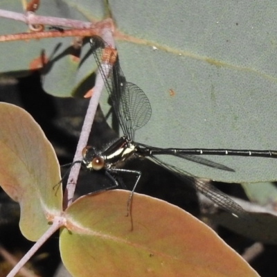 Austroargiolestes icteromelas (Common Flatwing) at Rendezvous Creek, ACT - 20 Nov 2016 by JohnBundock