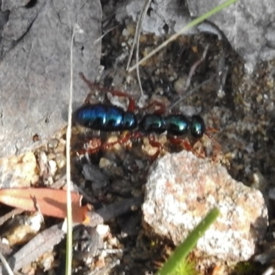 Diamma bicolor (Blue ant, Bluebottle ant) at Rendezvous Creek, ACT - 20 Nov 2016 by JohnBundock
