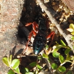 Diamma bicolor at Rendezvous Creek, ACT - 21 Nov 2016 09:27 AM