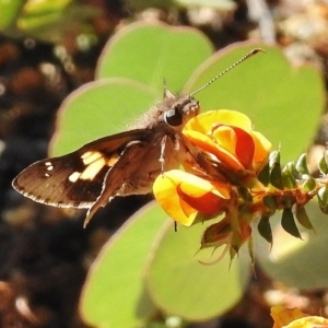 Trapezites phigalioides at Rendezvous Creek, ACT - 21 Nov 2016