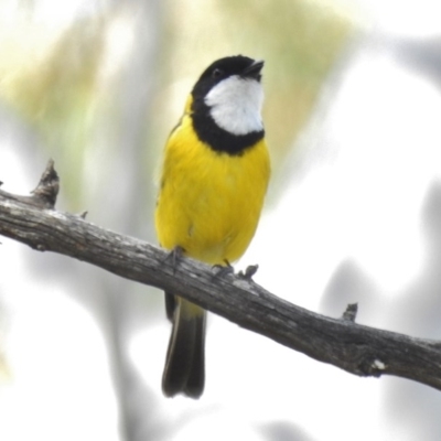 Pachycephala pectoralis (Golden Whistler) at Rendezvous Creek, ACT - 20 Nov 2016 by JohnBundock