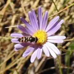 Melangyna viridiceps (Hover fly) at Rendezvous Creek, ACT - 20 Nov 2016 by JohnBundock