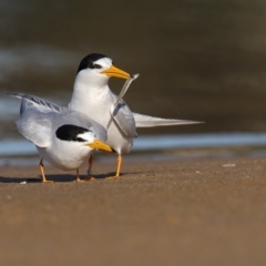 Sternula nereis (Fairy Tern) at Mogareeka, NSW - 16 Nov 2016 by Leo