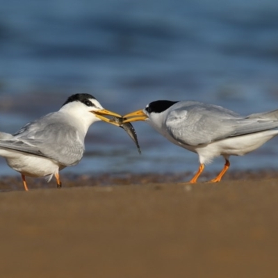 Sternula albifrons (Little Tern) at Mogareeka, NSW - 17 Nov 2016 by Leo