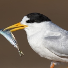 Sternula nereis (Fairy Tern) at Mogareeka, NSW - 16 Nov 2016 by Leo