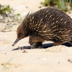 Tachyglossus aculeatus (Short-beaked Echidna) at Eden, NSW - 14 Nov 2016 by Leo