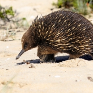 Tachyglossus aculeatus at Eden, NSW - 14 Nov 2016