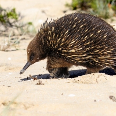 Tachyglossus aculeatus (Short-beaked Echidna) at Eden, NSW - 14 Nov 2016 by Leo