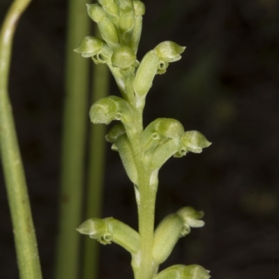 Microtis unifolia (Common Onion Orchid) at Kambah, ACT - 22 Nov 2016 by DerekC