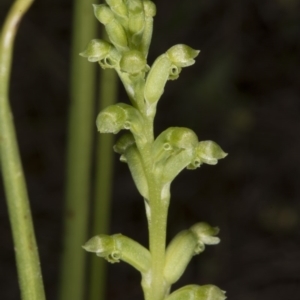 Microtis unifolia at Kambah, ACT - 22 Nov 2016