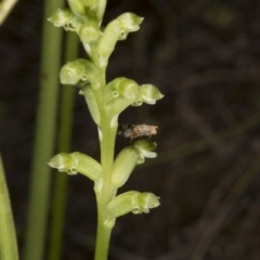 Microtis unifolia at Kambah, ACT - 22 Nov 2016