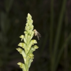 Microtis unifolia (Common Onion Orchid) at Kambah, ACT - 22 Nov 2016 by DerekC