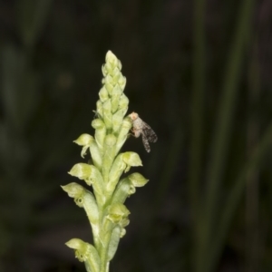 Microtis unifolia at Kambah, ACT - suppressed