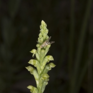 Microtis unifolia at Kambah, ACT - suppressed