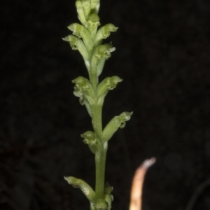 Microtis unifolia at Kambah, ACT - 22 Nov 2016
