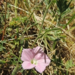 Convolvulus angustissimus subsp. angustissimus (Australian Bindweed) at Banks, ACT - 21 Nov 2016 by MichaelBedingfield