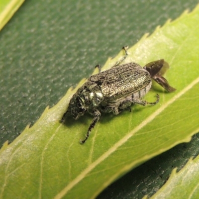 Diphucephala sp. (genus) (Green Scarab Beetle) at Paddys River, ACT - 19 Nov 2016 by michaelb