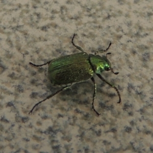 Diphucephala sp. (genus) at Paddys River, ACT - 19 Nov 2016