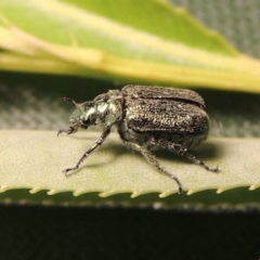 Diphucephala sp. (genus) at Paddys River, ACT - 19 Nov 2016