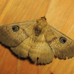 Dasypodia selenophora (Southern old lady moth) at Conder, ACT - 23 Nov 2016 by michaelb