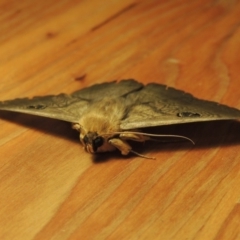 Dasypodia selenophora at Conder, ACT - 23 Nov 2016