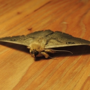 Dasypodia selenophora at Conder, ACT - 23 Nov 2016