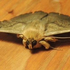 Dasypodia selenophora at Conder, ACT - 23 Nov 2016