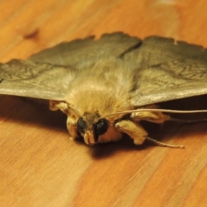 Dasypodia selenophora at Conder, ACT - 23 Nov 2016