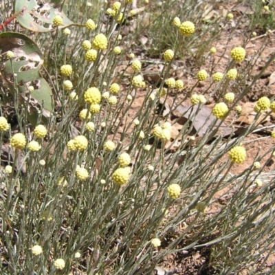 Calocephalus citreus (Lemon Beauty Heads) at Mulligans Flat - 30 Dec 2011 by MatthewFrawley