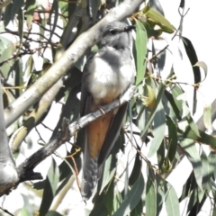 Cacomantis variolosus (Brush Cuckoo) at Kambah Pool - 17 Nov 2016 by JohnBundock