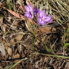 Thysanotus tuberosus subsp. tuberosus (Common Fringe-lily) at Kambah Pool - 22 Nov 2016 by JohnBundock