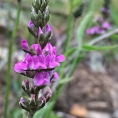 Cullen microcephalum (Dusky Scurf-pea) at QPRC LGA - 23 Nov 2016 by Wandiyali