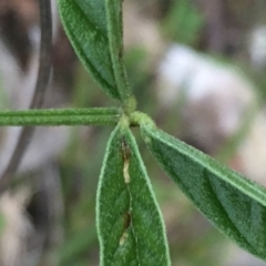 Cullen microcephalum at Jerrabomberra, NSW - 23 Nov 2016 03:19 PM