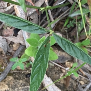 Cullen microcephalum at Jerrabomberra, NSW - 23 Nov 2016 03:19 PM