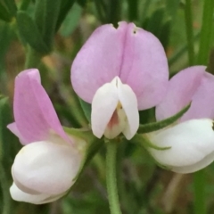 Lotus australis (Austral Trefoil) at Jerrabomberra, NSW - 23 Nov 2016 by Wandiyali