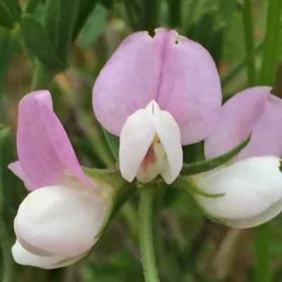 Lotus australis (Austral Trefoil) at QPRC LGA - 23 Nov 2016 by Wandiyali