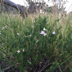 Lotus australis at Jerrabomberra, NSW - 23 Nov 2016 03:23 PM