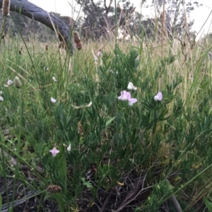 Lotus australis at Jerrabomberra, NSW - 23 Nov 2016 03:23 PM