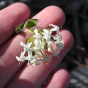 Pimelea linifolia subsp. linifolia at Wanniassa Hill - 4 Oct 2016 09:53 AM