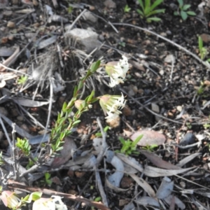 Pimelea linifolia subsp. linifolia at Wanniassa Hill - 4 Oct 2016