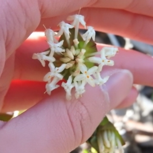 Pimelea linifolia subsp. linifolia at Wanniassa Hill - 4 Oct 2016