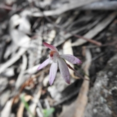 Caladenia fuscata (Dusky Fingers) at Wanniassa Hill - 3 Oct 2016 by RyuCallaway