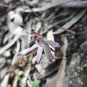 Caladenia fuscata at Wanniassa Hill - suppressed