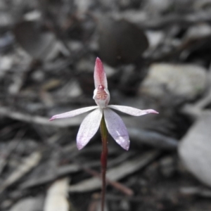 Caladenia fuscata at Wanniassa Hill - suppressed